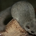 Siebenschläfer (Glis glis)